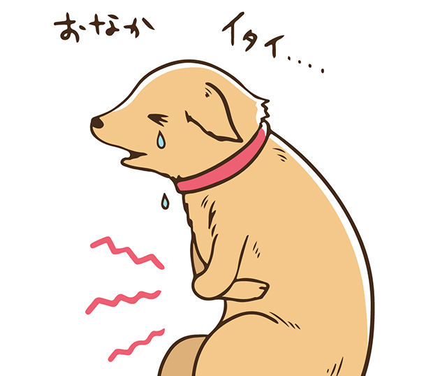 お腹を壊す犬