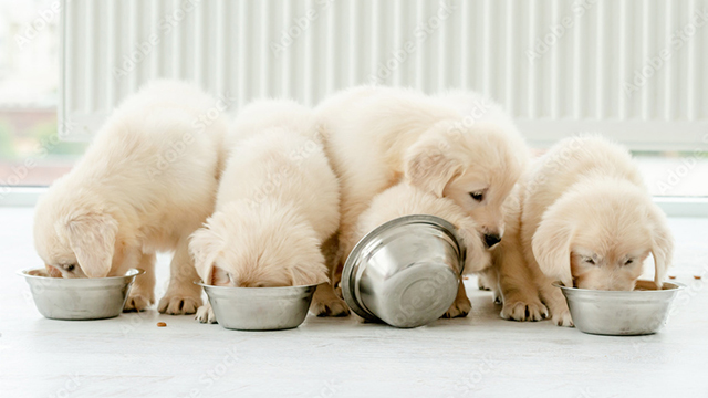 離乳期の子犬たち