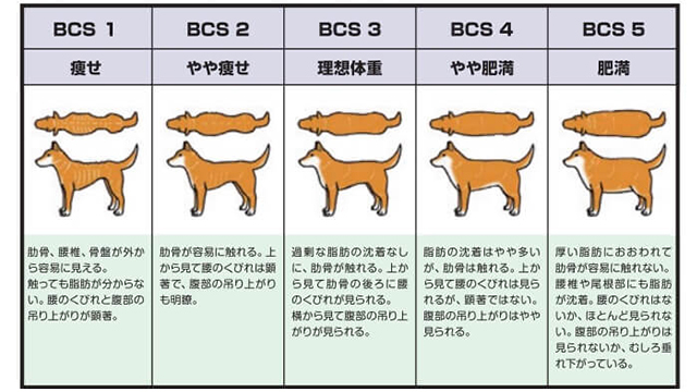 犬のBCS