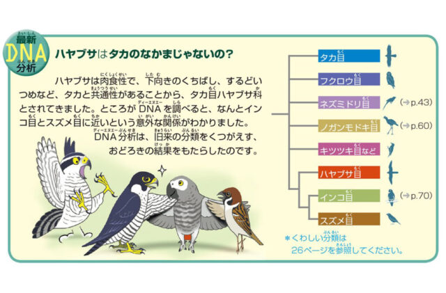 7位_鳥3